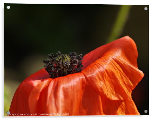 Poppy Closeup Acrylic by Tom Curtis