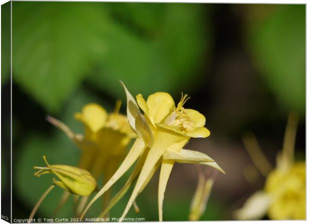 Aquilegia flower yellow Canvas Print by Tom Curtis