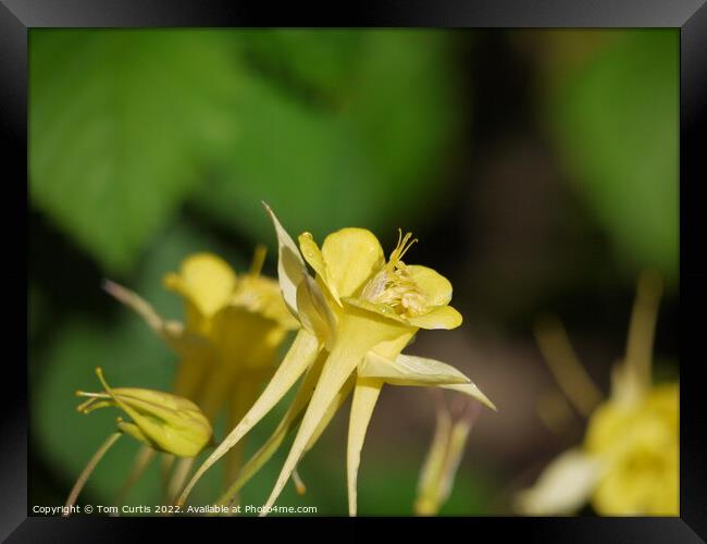 Aquilegia flower yellow Framed Print by Tom Curtis