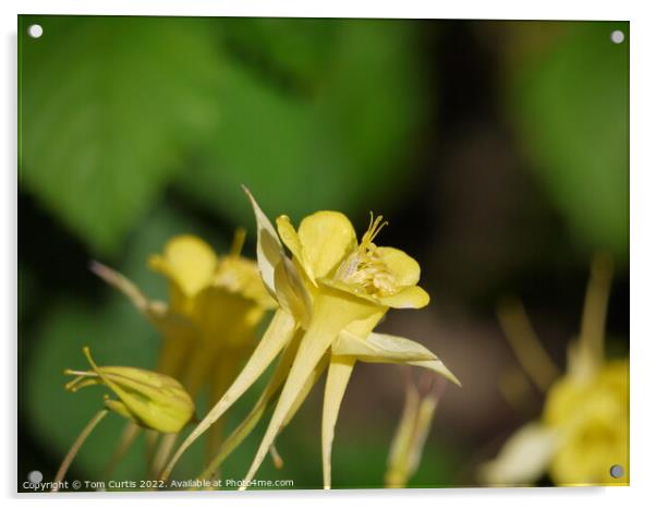 Aquilegia flower yellow Acrylic by Tom Curtis