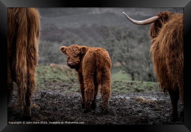 the highland calf Framed Print by John Race