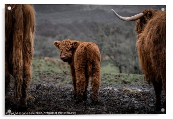 the highland calf Acrylic by John Race