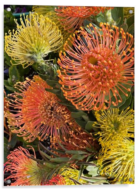 Pincushion flowers, Protea Acrylic by Joyce Hird