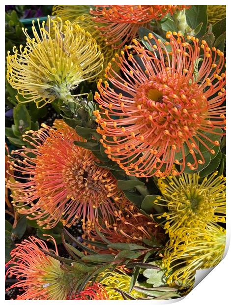Pincushion flowers, Protea Print by Joyce Hird