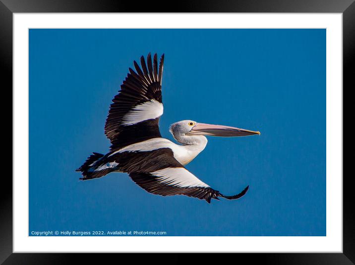 Australian Pelican full wing span flying through the air  Framed Mounted Print by Holly Burgess