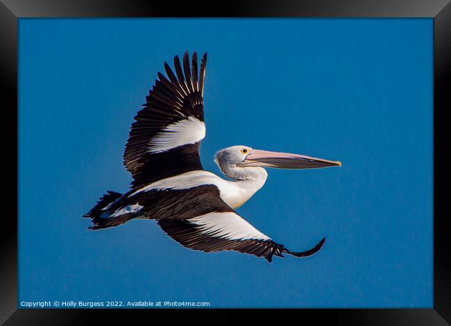 Australian Pelican full wing span flying through the air  Framed Print by Holly Burgess