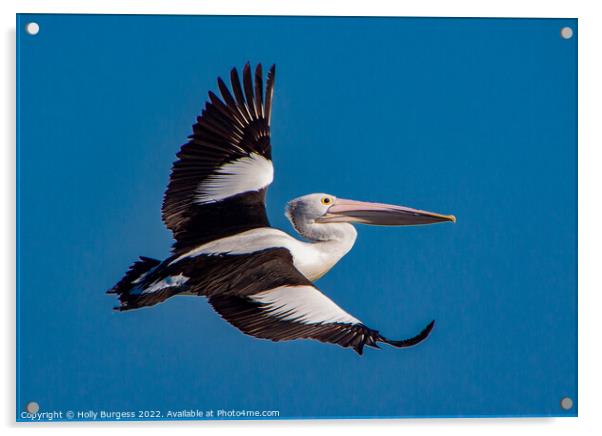 Australian Pelican full wing span flying through the air  Acrylic by Holly Burgess