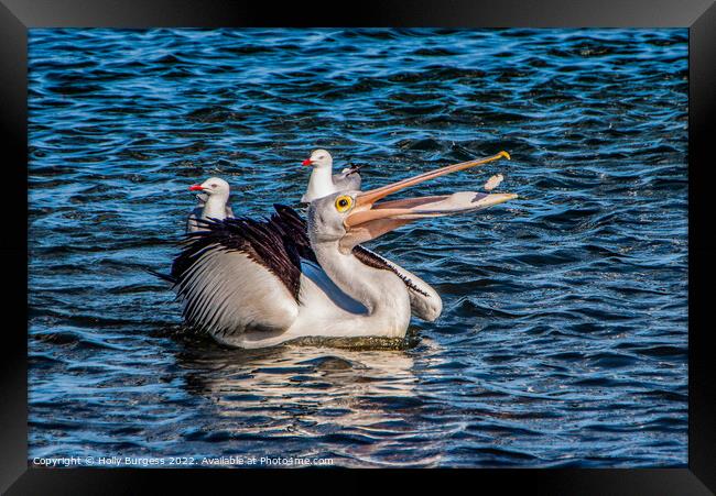 Pelican playing with his food  Framed Print by Holly Burgess