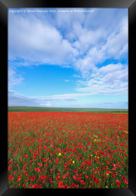 Field of Poppies at Crantock in Cornwall Framed Print by Simon Maycock
