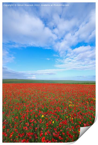 Field of Poppies at Crantock in Cornwall Print by Simon Maycock