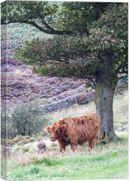 Highland cattle standing at Baslow Edge Derbyshire  Canvas Print by Holly Burgess
