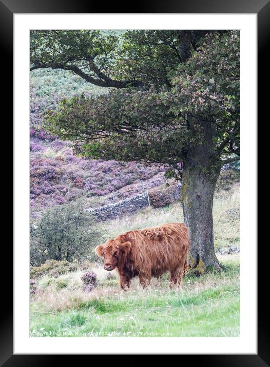 Highland cattle standing at Baslow Edge Derbyshire  Framed Mounted Print by Holly Burgess