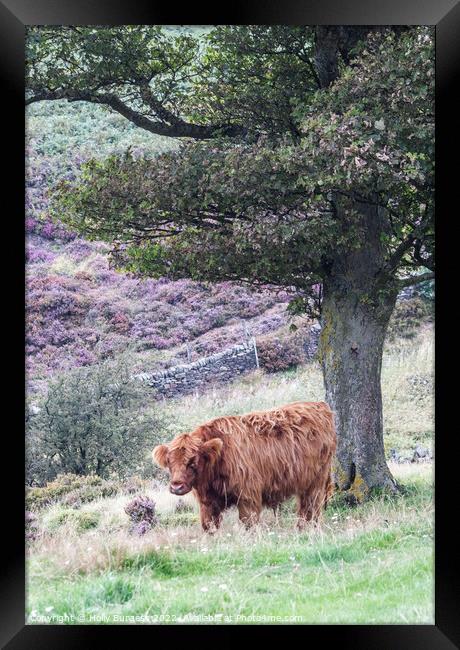 Highland cattle standing at Baslow Edge Derbyshire  Framed Print by Holly Burgess