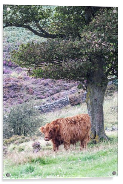 Highland cattle standing at Baslow Edge Derbyshire  Acrylic by Holly Burgess