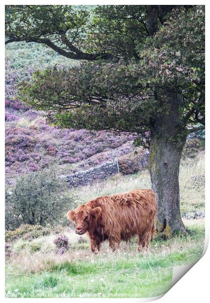 Highland cattle standing at Baslow Edge Derbyshire  Print by Holly Burgess