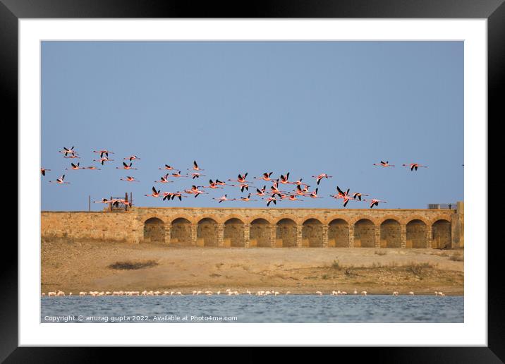 flight of flamingos Framed Mounted Print by anurag gupta