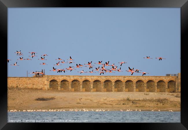 flight of flamingos Framed Print by anurag gupta