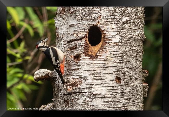 Woodpecker on a birch tree Framed Print by Fabrizio Malisan