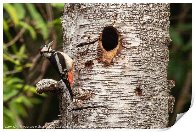 Woodpecker on a birch tree Print by Fabrizio Malisan