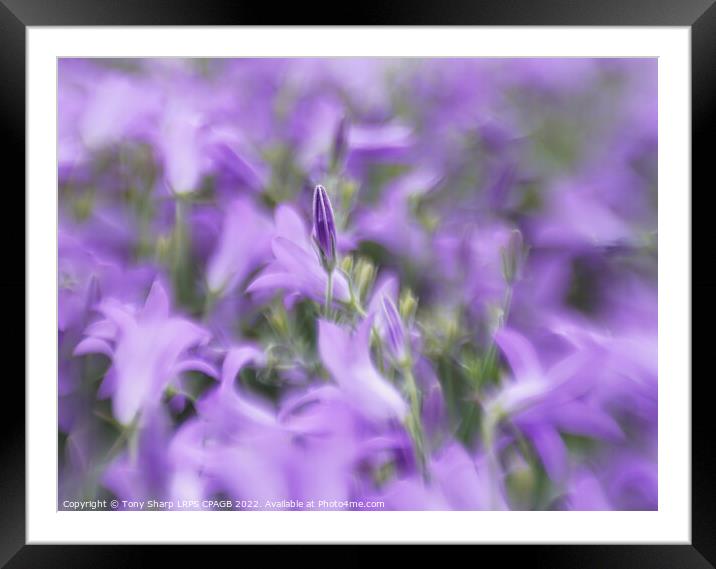 TRAILING BELLFLOWER (CAMPANULA)  Framed Mounted Print by Tony Sharp LRPS CPAGB