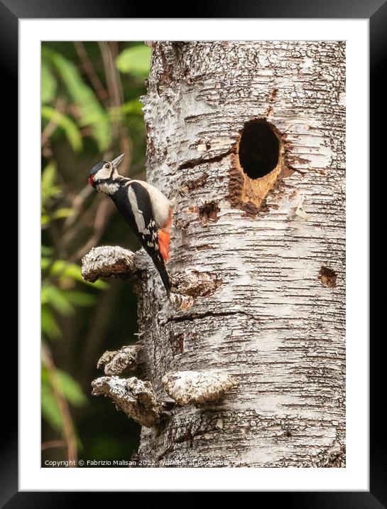 Woodpecker on a birch tree Framed Mounted Print by Fabrizio Malisan