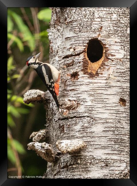 Woodpecker on a birch tree Framed Print by Fabrizio Malisan