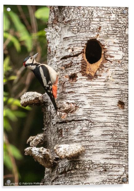 Woodpecker on a birch tree Acrylic by Fabrizio Malisan