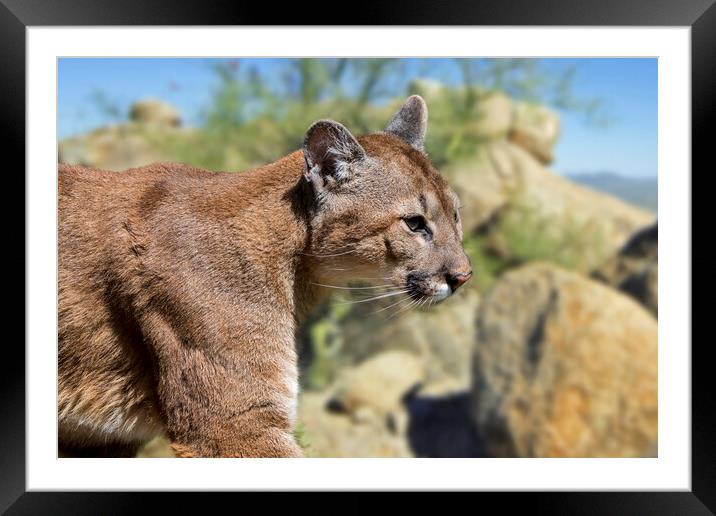 Puma in the Sonoran Desert Framed Mounted Print by Arterra 