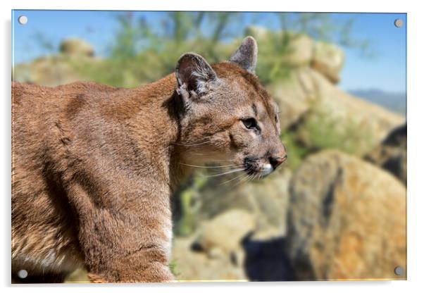Puma in the Sonoran Desert Acrylic by Arterra 