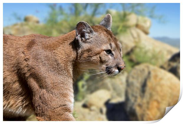 Puma in the Sonoran Desert Print by Arterra 