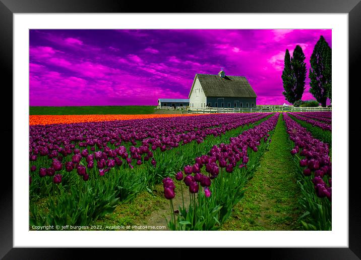 Spring tulips in Skagit Valley Framed Mounted Print by jeff burgess