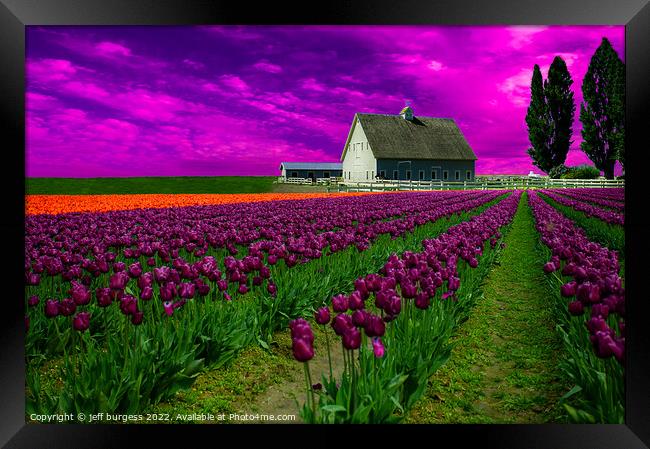 Spring tulips in Skagit Valley Framed Print by jeff burgess