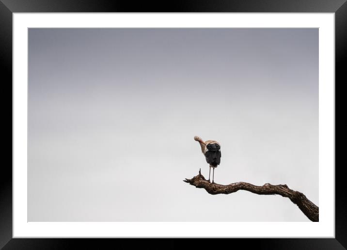 Stork Stalking Framed Mounted Print by Mark Jones