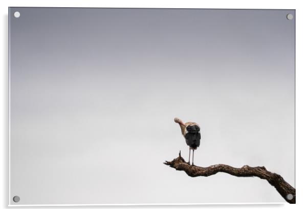 Stork Stalking Acrylic by Mark Jones