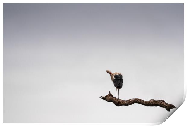 Stork Stalking Print by Mark Jones