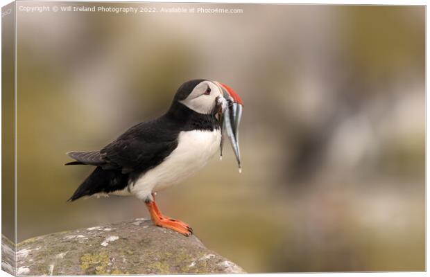 Puffin with Fish Canvas Print by Will Ireland Photography