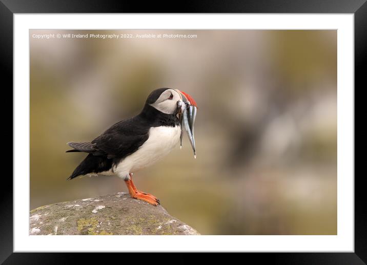 Puffin with Fish Framed Mounted Print by Will Ireland Photography