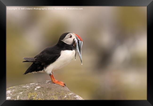 Puffin with Fish Framed Print by Will Ireland Photography
