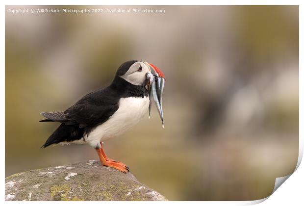 Puffin with Fish Print by Will Ireland Photography