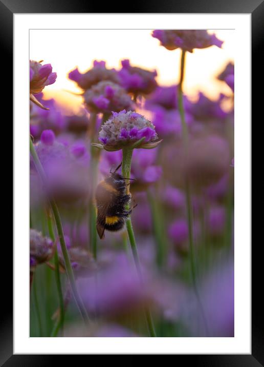 Bee Thrifty Framed Mounted Print by Liam Neon