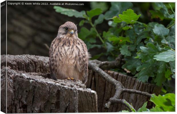 Kestrel fledgling about to fly Canvas Print by Kevin White