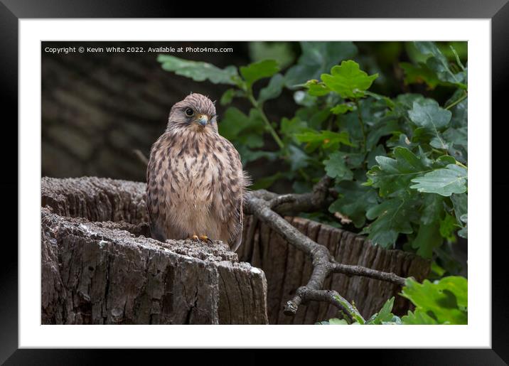 Kestrel fledgling about to fly Framed Mounted Print by Kevin White