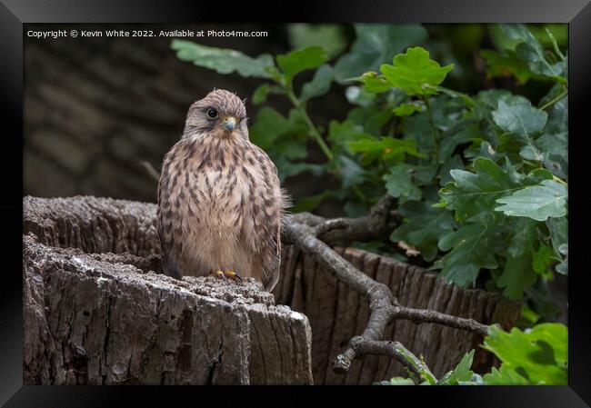 Kestrel fledgling about to fly Framed Print by Kevin White