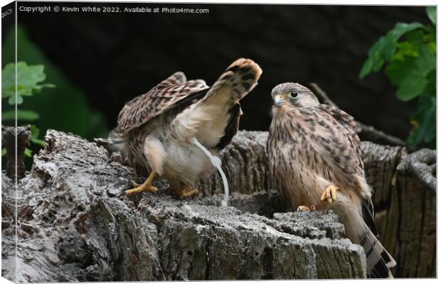 Fledgling kestrel defecate  out of nest Canvas Print by Kevin White