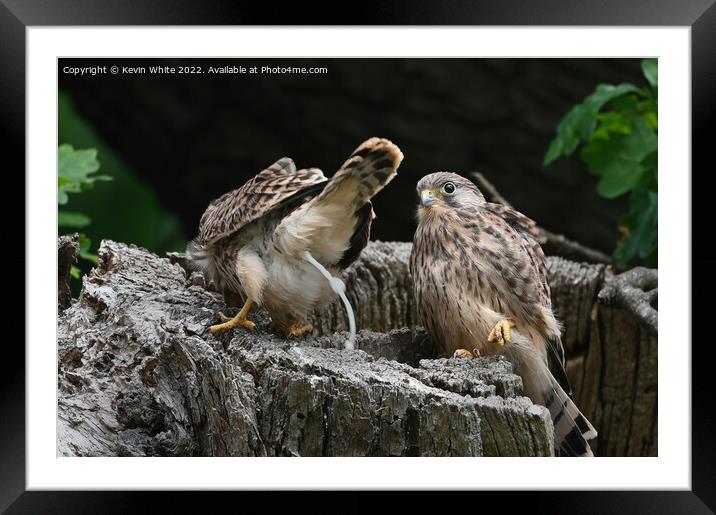 Fledgling kestrel defecate  out of nest Framed Mounted Print by Kevin White