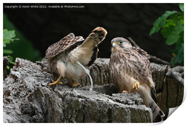 Fledgling kestrel defecate  out of nest Print by Kevin White