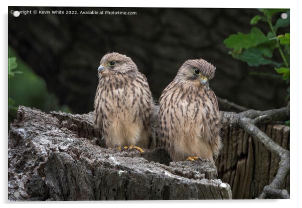 Two fluffy Kestrels Acrylic by Kevin White