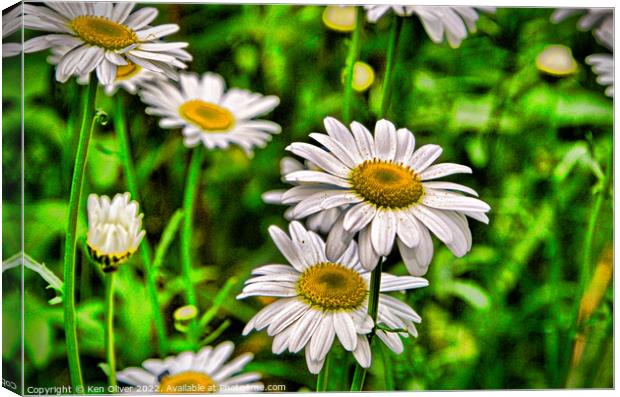 "Whispering Petals: A Captivating Chamomile Deligh Canvas Print by Ken Oliver