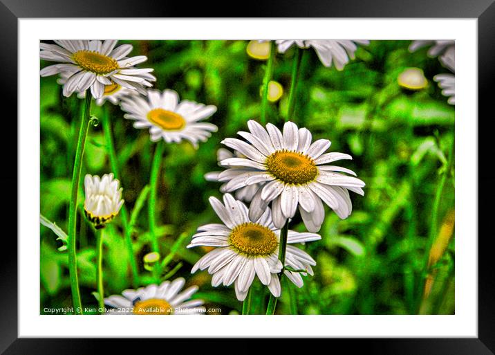 "Whispering Petals: A Captivating Chamomile Deligh Framed Mounted Print by Ken Oliver