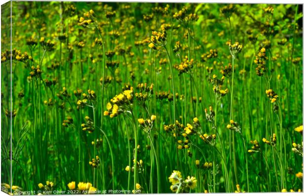 "Golden Symphony: A Vibrant Patchwork of Hawkweed  Canvas Print by Ken Oliver